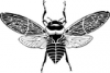 +bug+insect+bumblebee+bee+top+view+BW+ clipart