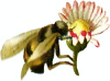 +bug+insect+bumblebee+bumblebee+flower+ clipart