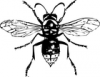 +bug+insect+bumblebee+hornet+bald+faced+ clipart