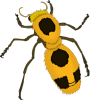 +bug+insect+bumblebee+insect+bold+bee+ clipart