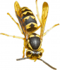 +bug+insect+bumblebee+wasp+huge+ clipart