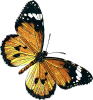 +bug+insect+flying+African+Monarch+Danaus+chrysippus+ clipart