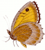 +bug+insect+flying+Arethusana+arethusa+False+Grayling+side+ clipart