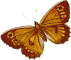 +bug+insect+flying+Arethusana+arethusa+False+Grayling+top+ clipart