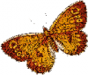 +bug+insect+flying+Arethusana+arethusa+False+Grayling+top+ clipart