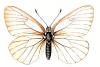 +bug+insect+flying+Black+Veined+White+ clipart