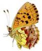 +bug+insect+flying+Brenthis+daphne+Marbled+Fritillary+side+view+ clipart