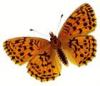 +bug+insect+flying+Brenthis+daphne+Marbled+Fritillary+top+view+ clipart