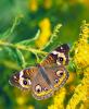 +bug+insect+flying+Buckeye+butterfly+on+Goldenrod+ clipart