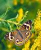 +bug+insect+flying+Buckeye+butterfly+on+Goldenrod+ clipart