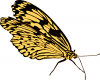 +bug+insect+flying+Butterfly+12+ clipart