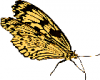 +bug+insect+flying+Butterfly+12+ clipart