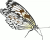 +bug+insect+flying+Butterfly+13+ clipart