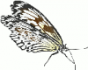 +bug+insect+flying+Butterfly+13+ clipart