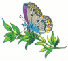 +bug+insect+flying+Butterfly+Lycaena+argus+side+ clipart