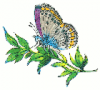 +bug+insect+flying+Butterfly+Lycaena+argus+side+ clipart