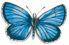 +bug+insect+flying+Butterfly+Lycaena+argus+top+ clipart