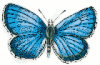 +bug+insect+flying+Butterfly+Lycaena+argus+top+ clipart