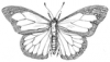 +bug+insect+flying+Butterfly+outline+ clipart