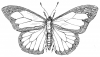 +bug+insect+flying+Butterfly+outline+ clipart