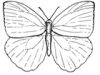 +bug+insect+flying+Butterfly+top+outline+ clipart