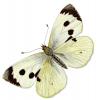 +bug+insect+flying+Cabbage+White+Pieris+brassicae+ clipart