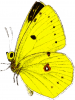 +bug+insect+flying+Colias+hyale+Pale+Clouded+Yellow+side+ clipart