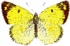 +bug+insect+flying+Colias+hyale+Pale+Clouded+Yellow+top+ clipart