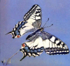 +bug+insect+flying+Common+Swallowtail+ clipart