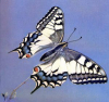 +bug+insect+flying+Common+Swallowtail+ clipart