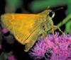 +bug+insect+flying+European+skipper+butterfly+on+Mistflower+ clipart