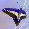 +bug+insect+flying+Graphium+sarpedon+ clipart