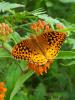 +bug+insect+flying+Great+Spangled+Fritillary+Speyeria+cybele+ clipart