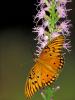 +bug+insect+flying+Gulf+fritillary+butterfly+on+Dense+blazingstar+ clipart