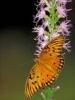 +bug+insect+flying+Gulf+fritillary+butterfly+on+Dense+blazingstar+ clipart