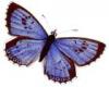 +bug+insect+flying+Large+Blue+Glaucopsyche+arion+ clipart