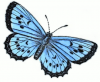 +bug+insect+flying+Large+Blue+Polyommatus+Arion+ clipart