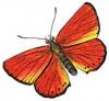 +bug+insect+flying+Large+Copper+male+Lycaena+dispar+ clipart