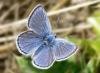 +bug+insect+flying+Mission+Blue+butterfly+Aricia+icarioides+missionensis+ clipart