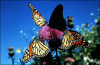 +bug+insect+flying+Monarch+Butterflies+ clipart