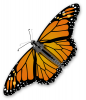 +bug+insect+flying+Monarch+butterfly+ clipart