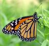 +bug+insect+flying+Monarch+butterfly+ clipart