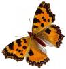 +bug+insect+flying+Nymphalis+polychloros+Large+Tortoiseshell+British+extinct+ clipart