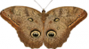 +bug+insect+flying+Owl+Butterfly+Caligo+eurilochus+ clipart