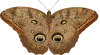 +bug+insect+flying+Owl+Butterfly+Caligo+eurilochus+ clipart