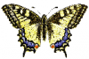+bug+insect+flying+Papilio+machaon+Old+World+Swallowtail+front+view+ clipart