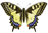 +bug+insect+flying+Papilio+machaon+Old+World+Swallowtail+front+view+ clipart