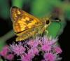 +bug+insect+flying+Pecks+skipper+on+mistflower+ clipart