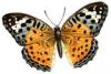 +bug+insect+flying+Pretty+Butterfly+ clipart