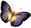 +bug+insect+flying+Purple+Butterfly+ clipart